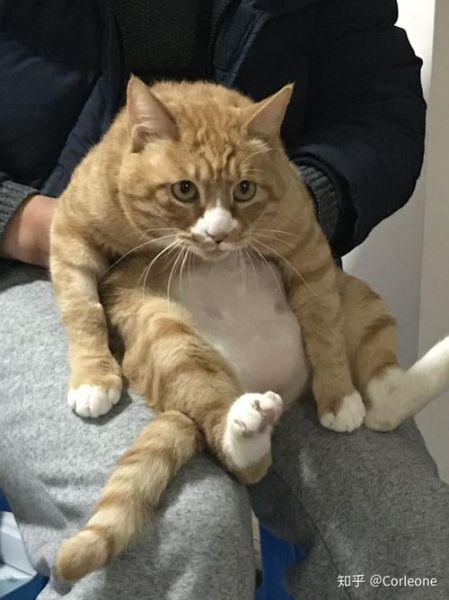 猫会出汗吗?猫出汗在哪里?(猫咪出汗的地方是哪里呢)