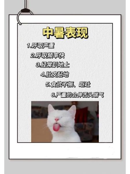 猫会出汗吗?猫出汗在哪里?(猫咪出汗的地方是哪里呢)