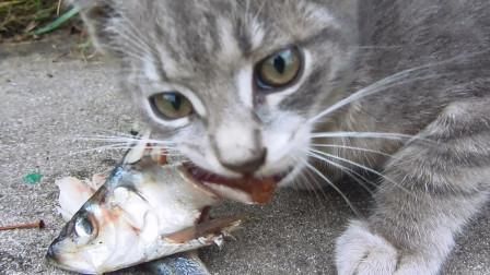猫会被鱼刺卡到吗(猫咪也会中招)