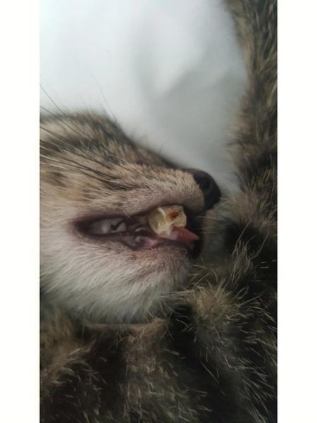 猫会被鱼刺卡到吗(猫咪也会中招)