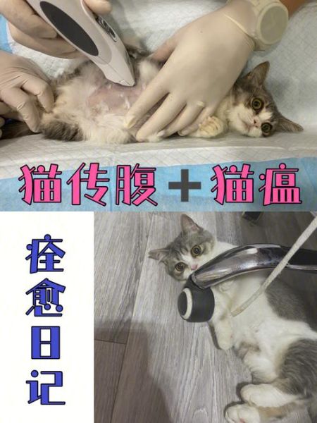 猫传染病( 猫瘟会传染给人吗)