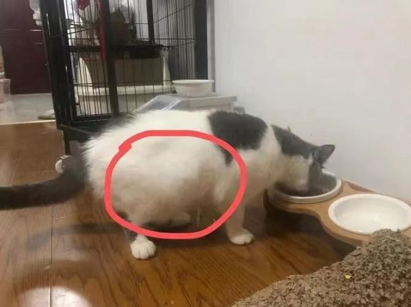 猫传腹(难道它只是吃撑了)