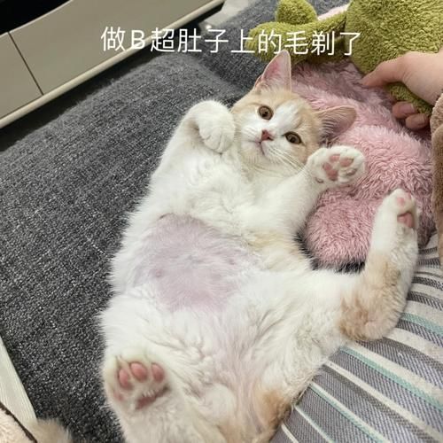 猫传腹(难道它只是吃撑了)