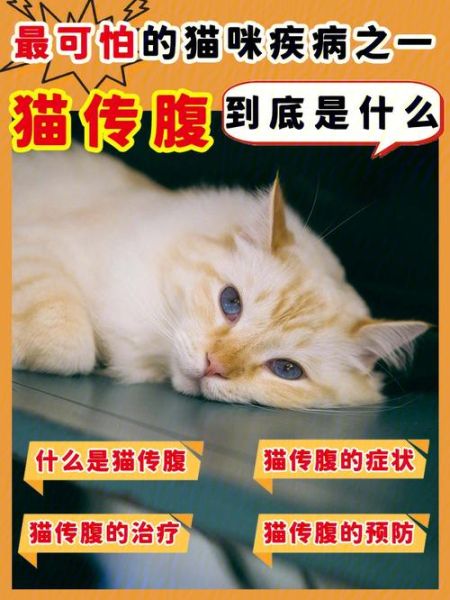 猫传腹是什么病( 传腹能彻底治好吗)