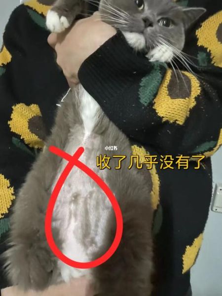 猫传腹是什么症状( 它会表现出哪些明显的症状)