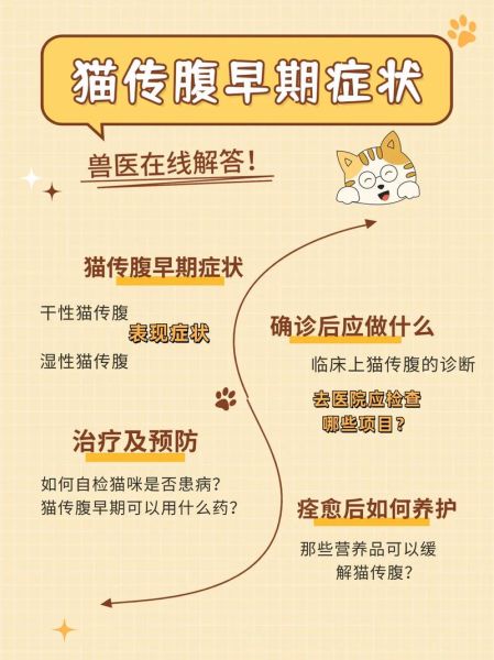 猫传腹是什么症状( 它会表现出哪些明显的症状)