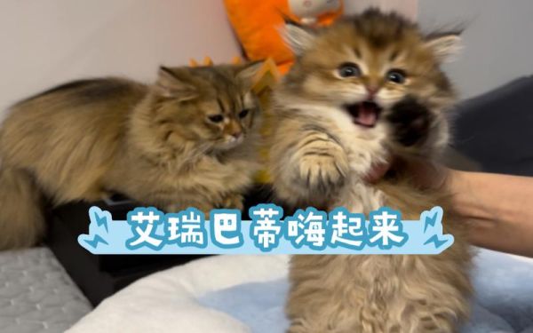 猫六( 快去直播间嗨起来)