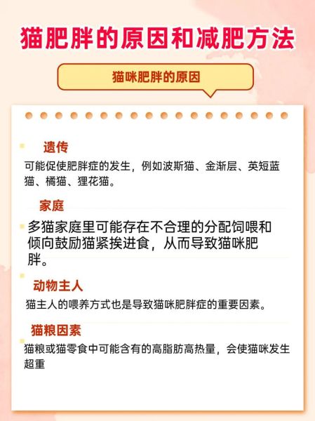 猫减肥(怎么知道它需要减肥)