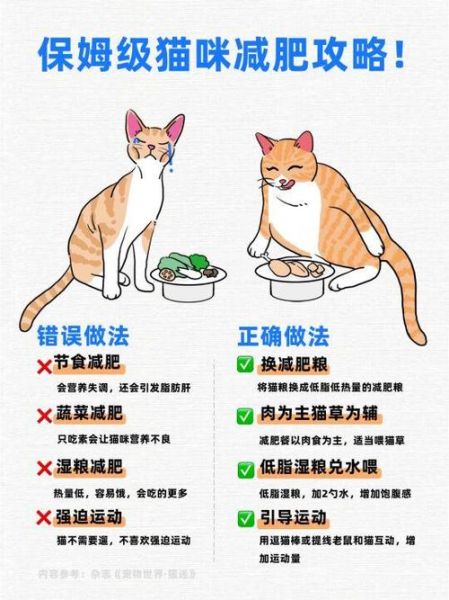 猫减肥(怎么知道它需要减肥)