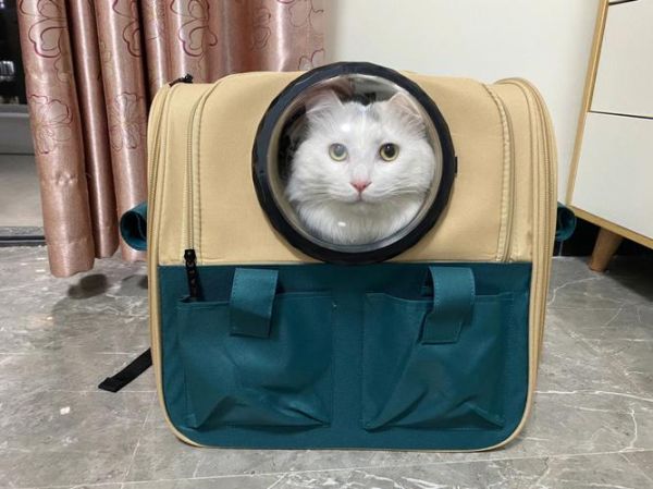 猫包网(哪款猫包最实用)