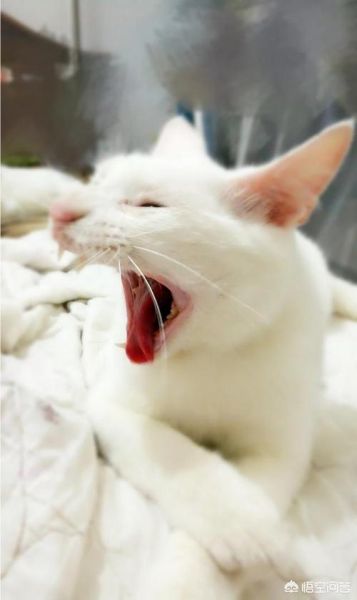 猫发出咕噜咕噜的声音是什么意思(这声音背后隐藏着什么秘密)