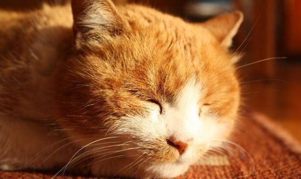 猫发情( 该怎么安抚它呢)
