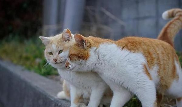 猫叫(你的猫会马上跑过来吗)