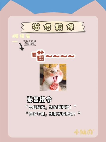 猫叫(你的猫会马上跑过来吗)