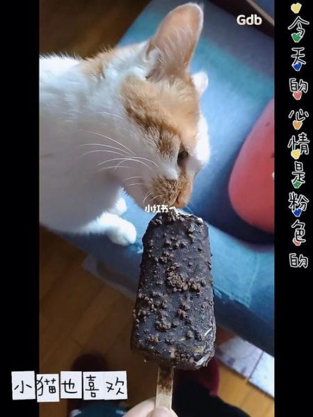 猫可以吃雪糕吗(你会给它吃吗)