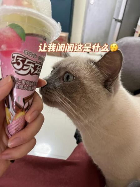 猫可以吃雪糕吗(你会给它吃吗)