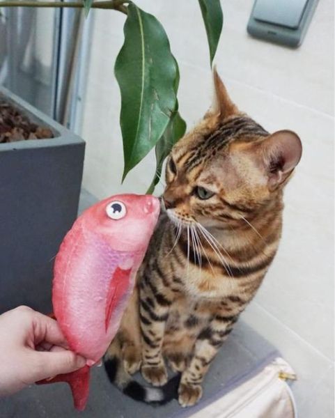 猫吃鱼(鱼肉有什么魔力让猫咪无法抗拒)