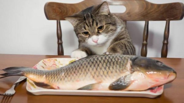 猫吃鱼(鱼肉有什么魔力让猫咪无法抗拒)