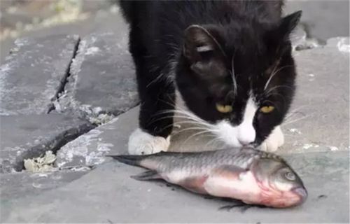 猫吃鱼会不会被鱼刺卡住(猫咪也会难受)
