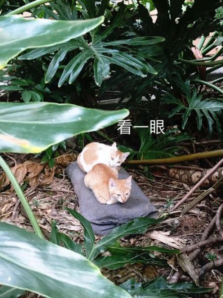 猫咪不乖(它是不是在偷偷观察你)