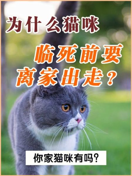 猫咪临死前的六个特殊征兆(是不是要离开你了)