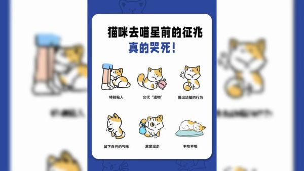 猫咪临死前的六个特殊征兆(是不是要离开你了)