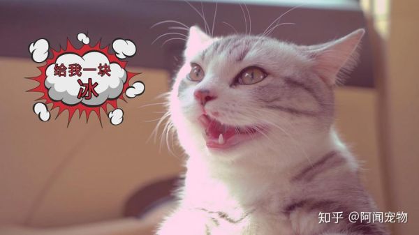 猫咪会出汗吗(它们为什么不怎么出汗)