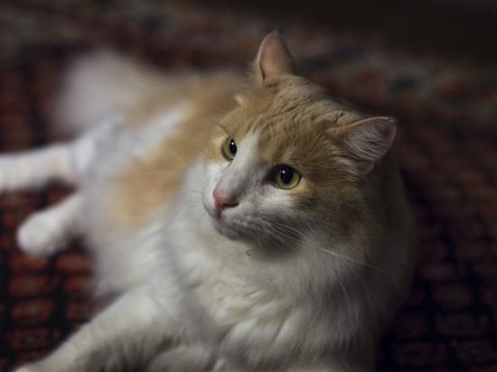 猫咪会来大姨妈吗(猫发情期和人类月经有什么区别)