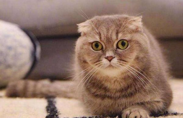 猫咪会来大姨妈吗(猫发情期和人类月经有什么区别)