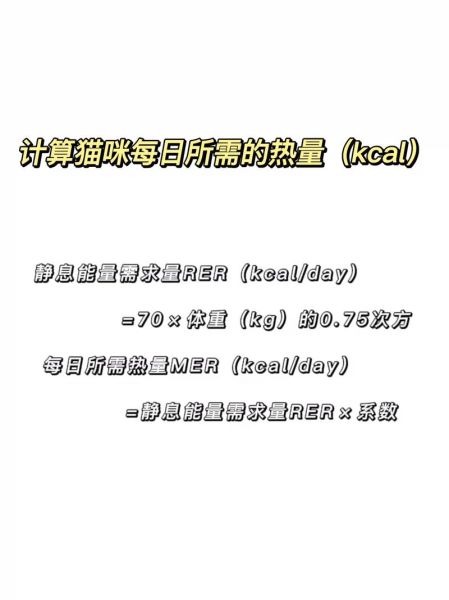 猫咪减肥(怎样才能制定一个科学的减肥计划)