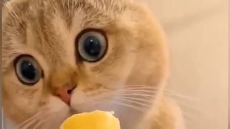 猫咪可以吃雪糕吗(会得糖尿病吗)
