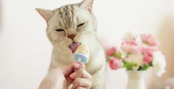 猫咪可以吃雪糕吗(会得糖尿病吗)