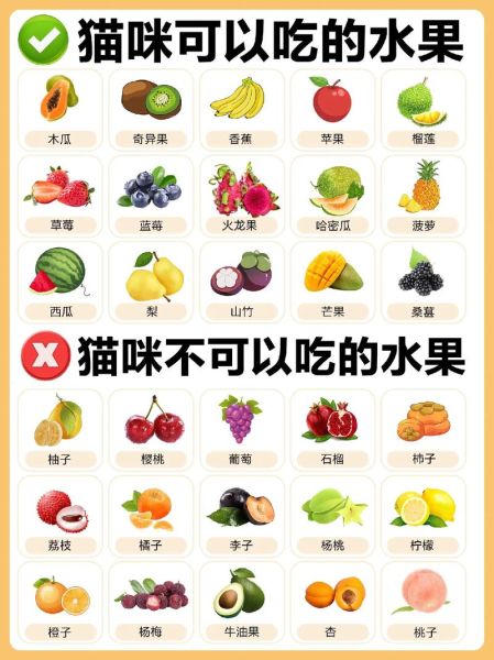 猫咪吃水果(哪些水果能让猫咪更健康)