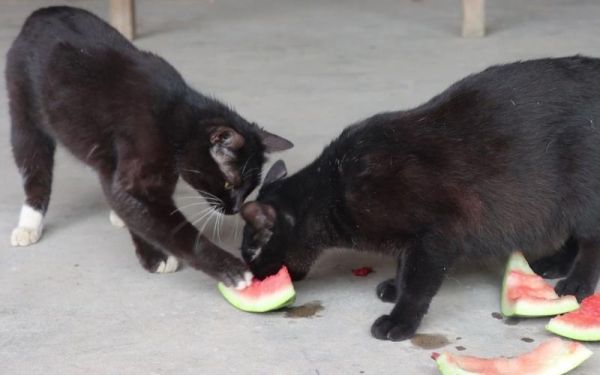 猫咪吃西瓜(铲屎官要注意什么)
