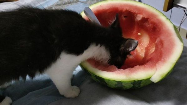 猫咪吃西瓜(铲屎官要注意什么)