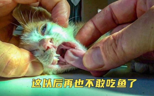 猫咪吃鱼会不会被鱼刺卡住(猫咪被鱼刺卡住怎么处理)