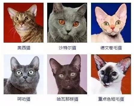 猫咪品种(你喜欢哪种猫)