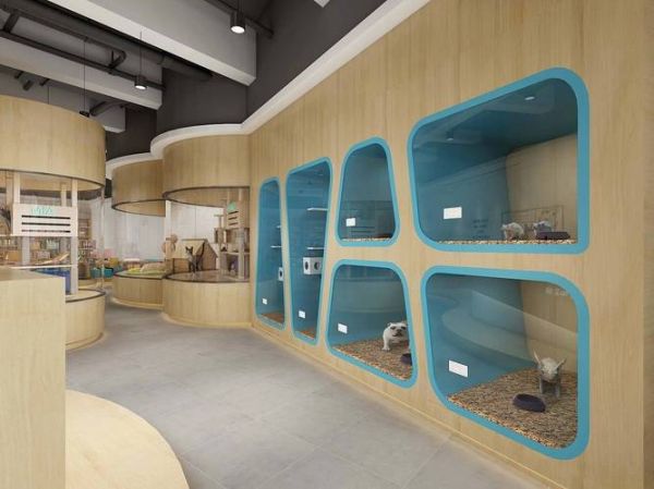 猫咪宠物店(哪家店更适合你)
