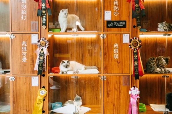 猫咪宠物店(哪家店更适合你)