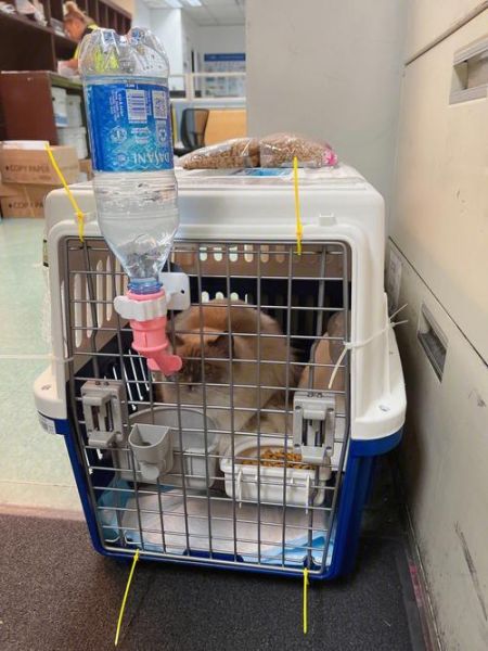 猫咪怎么托运(怎么才能顺利办理托运)