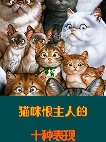 猫咪恨主人的十种表现(是不是在跟你谈判)