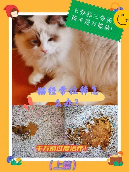 猫咪拉稀(是环境变化引起还是饮食不当)