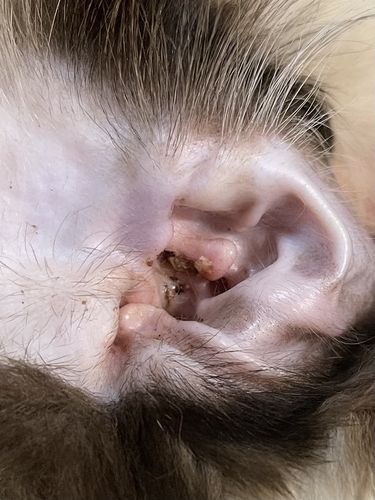 猫咪摇头(还是耳螨在捣乱)