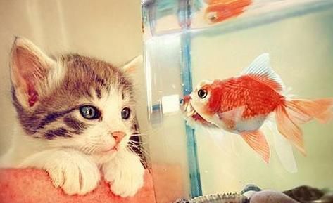 猫咪爱吃鱼( 猫咪真的需要吃鱼吗)