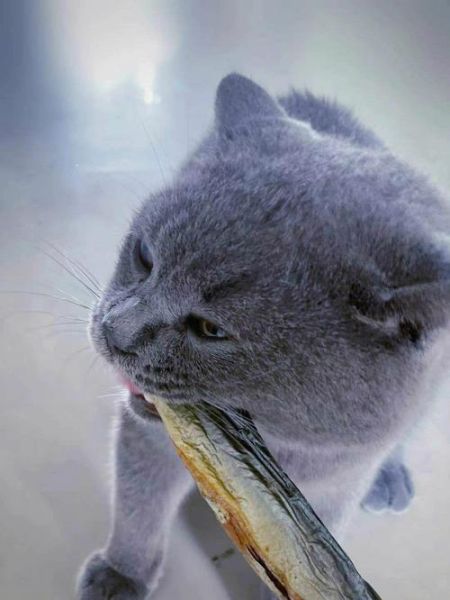 猫咪爱吃鱼( 猫咪真的需要吃鱼吗)