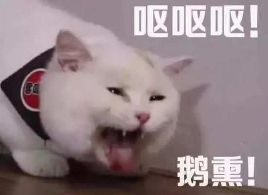 猫咪爱吃鱼它们会被鱼刺卡到吗(它们会自己吐出来吗)
