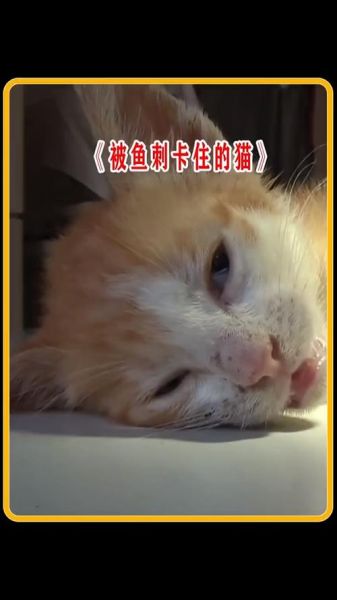 猫咪爱吃鱼它们会被鱼刺卡到吗(它们会自己吐出来吗)