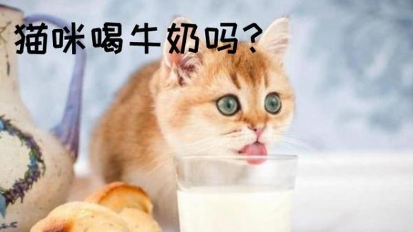 猫咪爱牛奶(猫咪真的能消化牛奶吗)