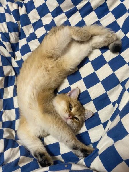 猫咪睡觉时为什么把身体卷成团(这样睡更舒服吗)