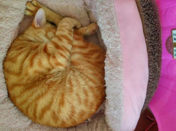 猫咪睡觉时为什么把身体卷成团(这样睡更舒服吗)